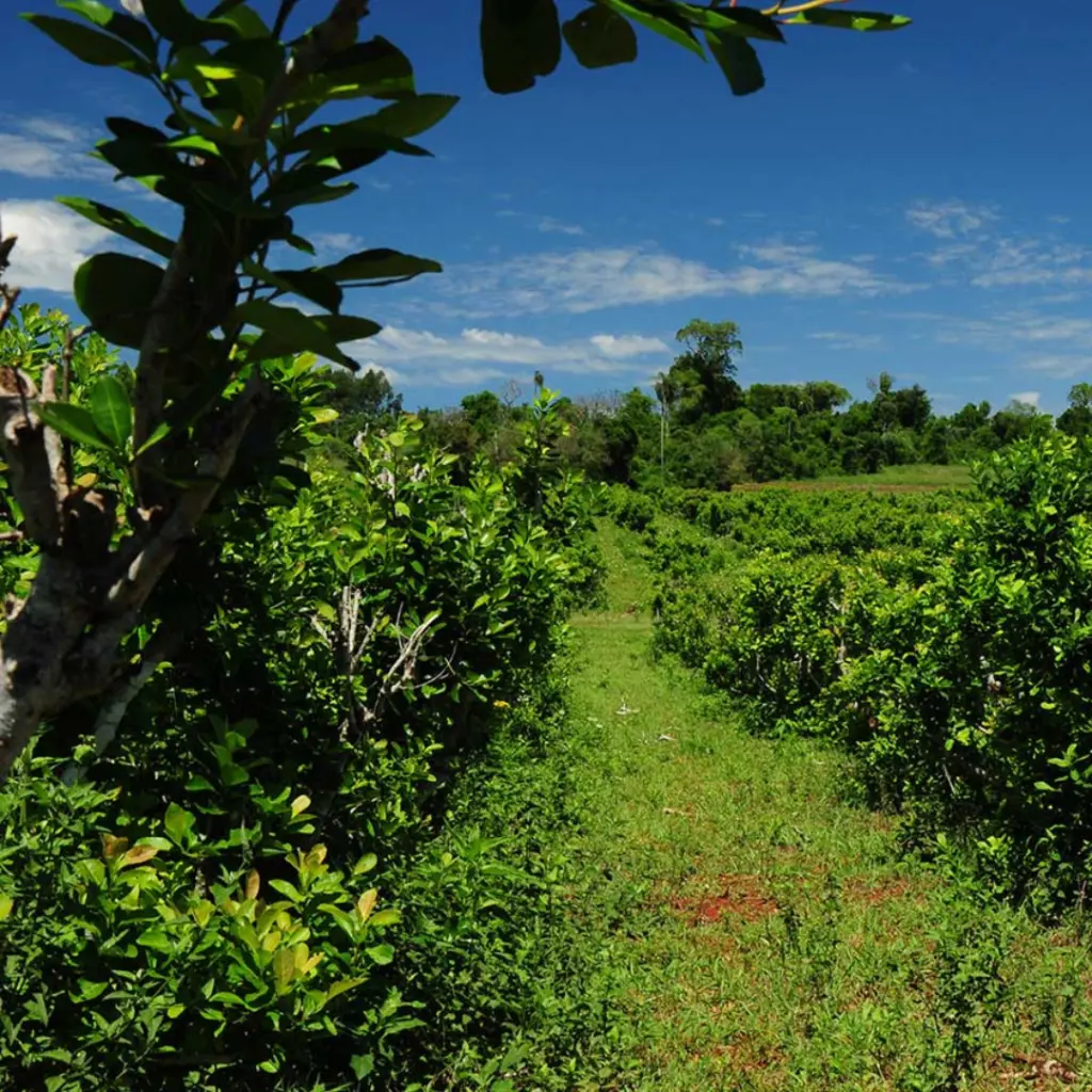 Plantación de yerba mate en Misiones